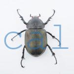 Chalcosoma atlas mantetsu
