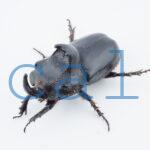 Trichogomphus mongol