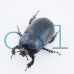 Trichogomphus mongol