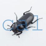 Prosopocoilus squamilateris asaetosus