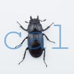 Prosopocoilus squamilateris asaetosus