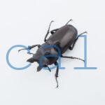 Prosopocoilus squamilateris asaetosus