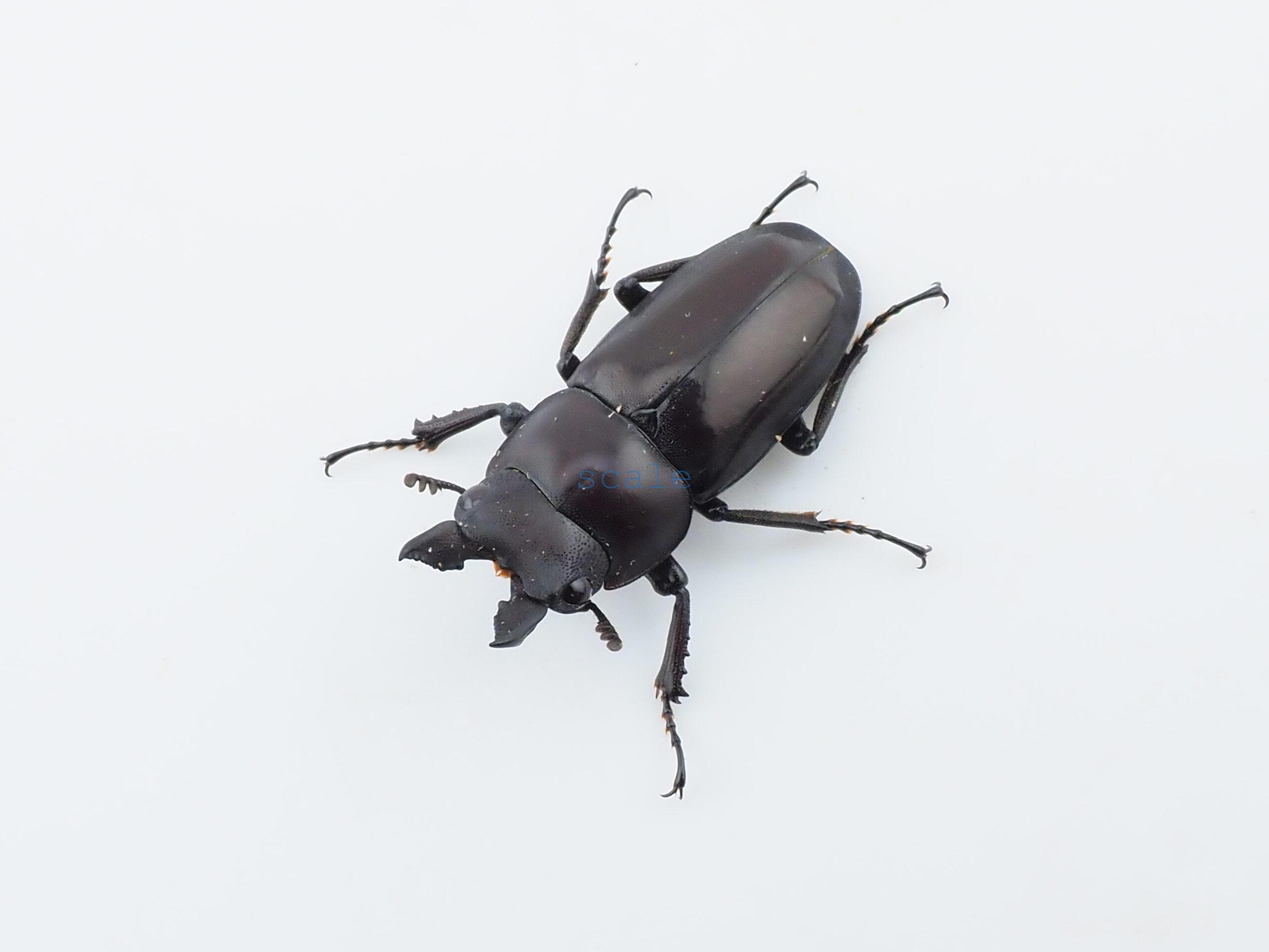 Prosopocoilus squamilateris asaetosus