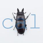 Prosopocoilus squamilateris asaetosus
