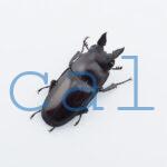 Prosopocoilus squamilateris asaetosus