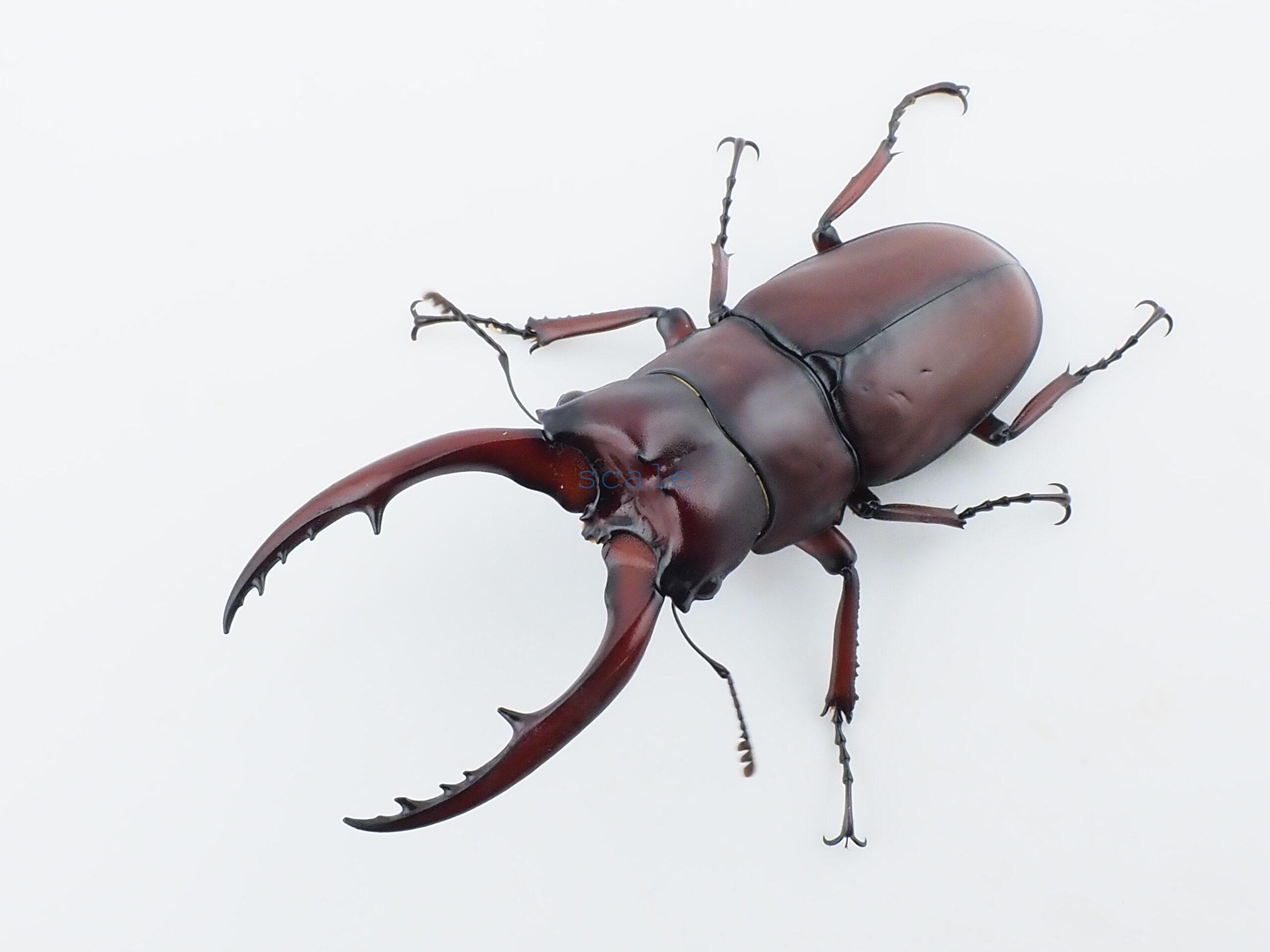 Prosopocoilus.astacoides.fraternus?