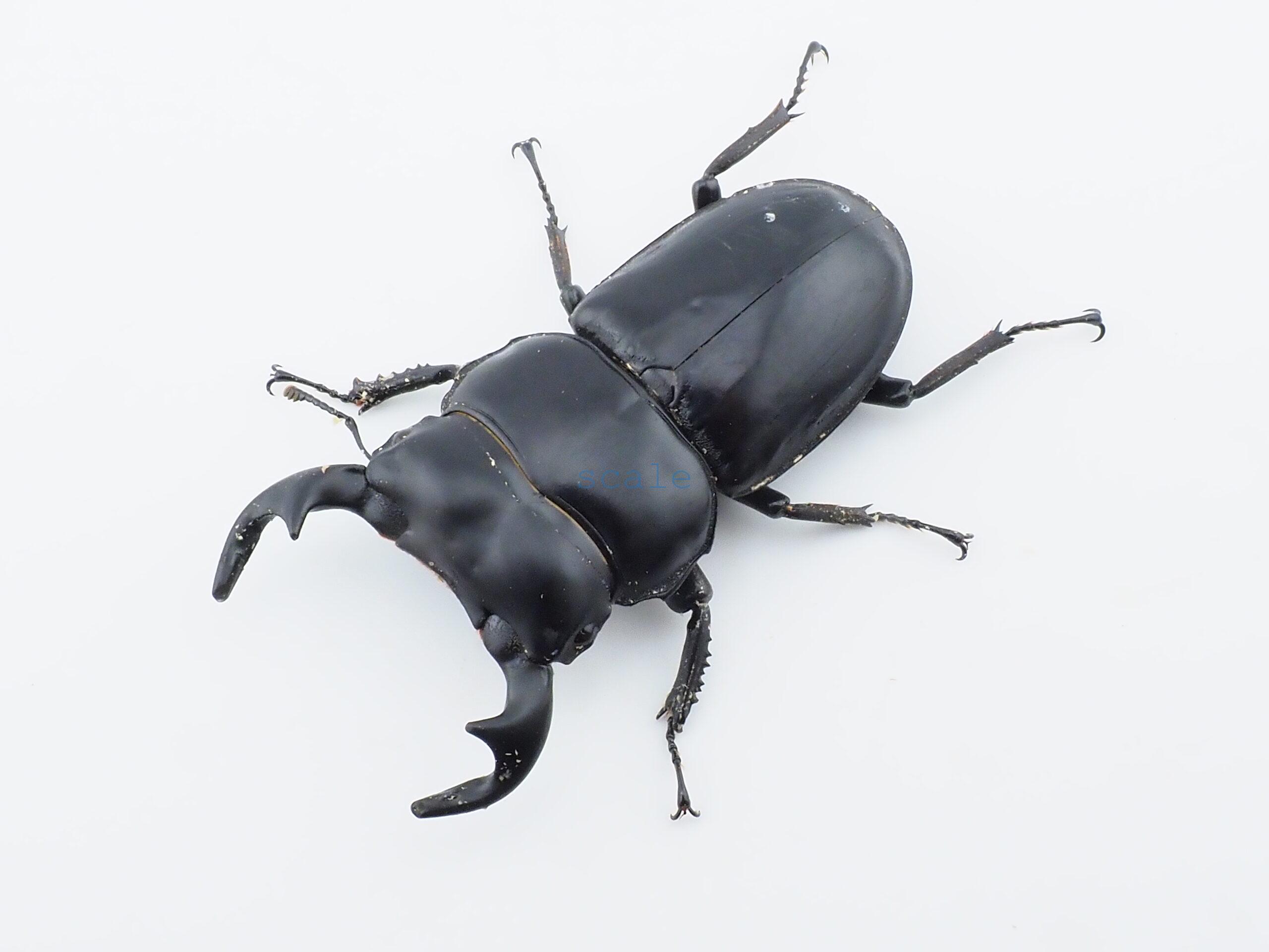 Dorcus.Antaeus.miyashitai2
