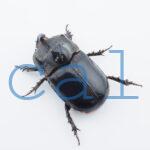Trichogomphus mongol