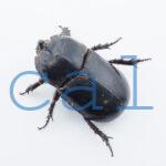 Trichogomphus mongol