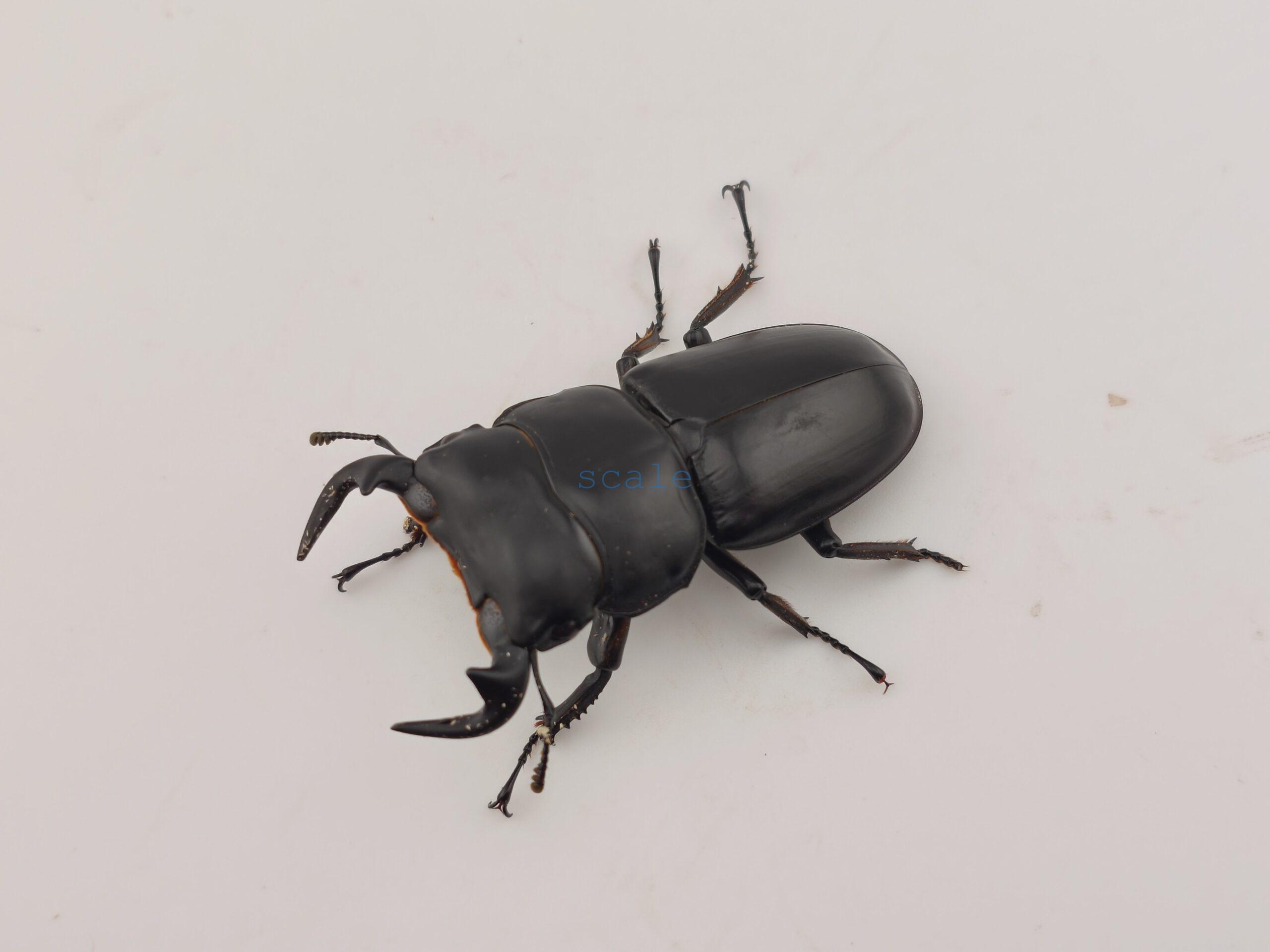 Dorcus.Antaeus.miyashitai3
