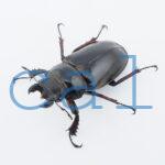 Lucanus cheni1