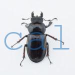 Lucanus cheni1