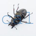 Lucanus cheni1