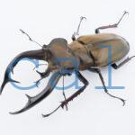 Lucanus cheni1