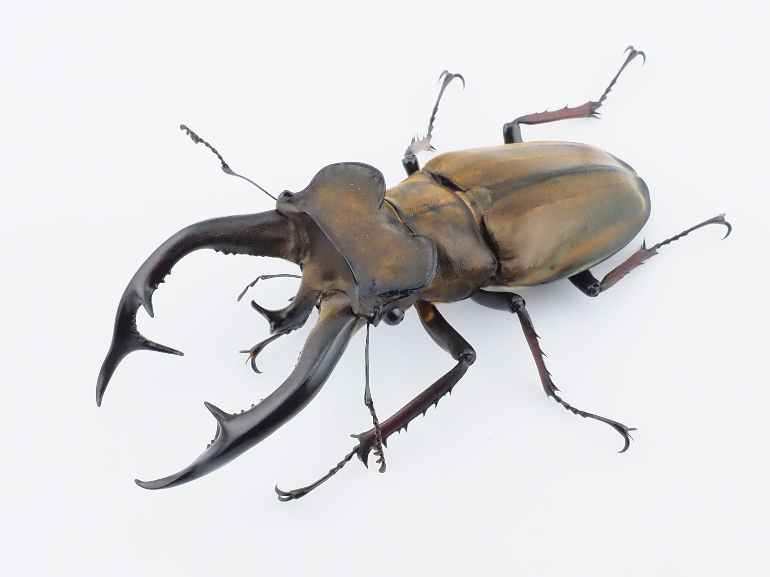 Lucanus cheni1