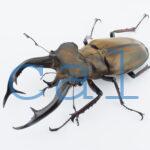 Lucanus cheni1