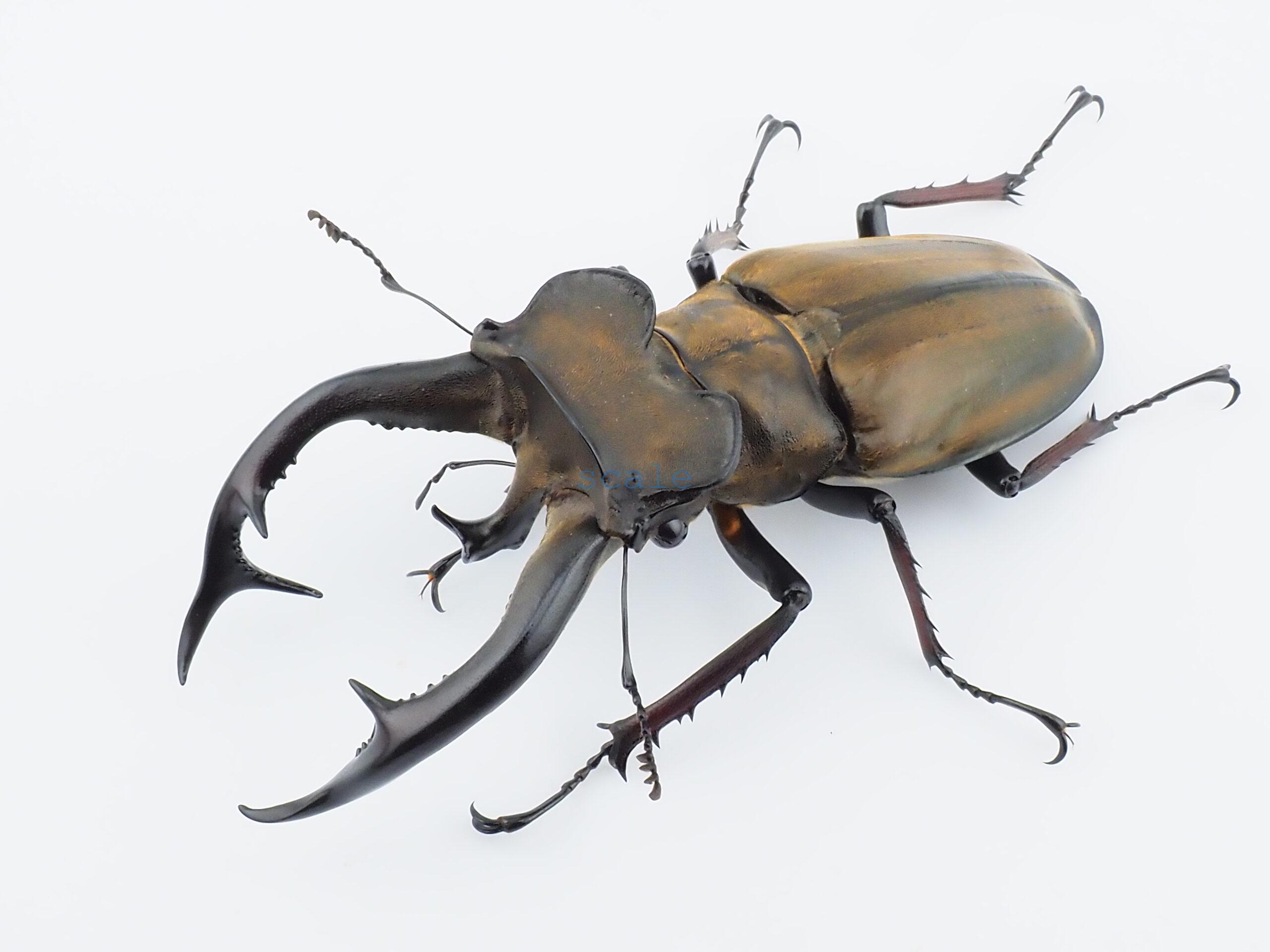 Lucanus cheni1