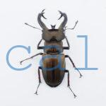 Lucanus cheni1