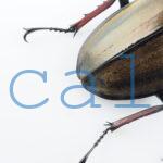 Lucanus cheni1