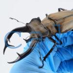 Lucanus cheni1