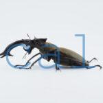 Lucanus cheni1