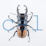 Odontolabis burmeisteri 1