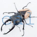 Odontolabis burmeisteri 1
