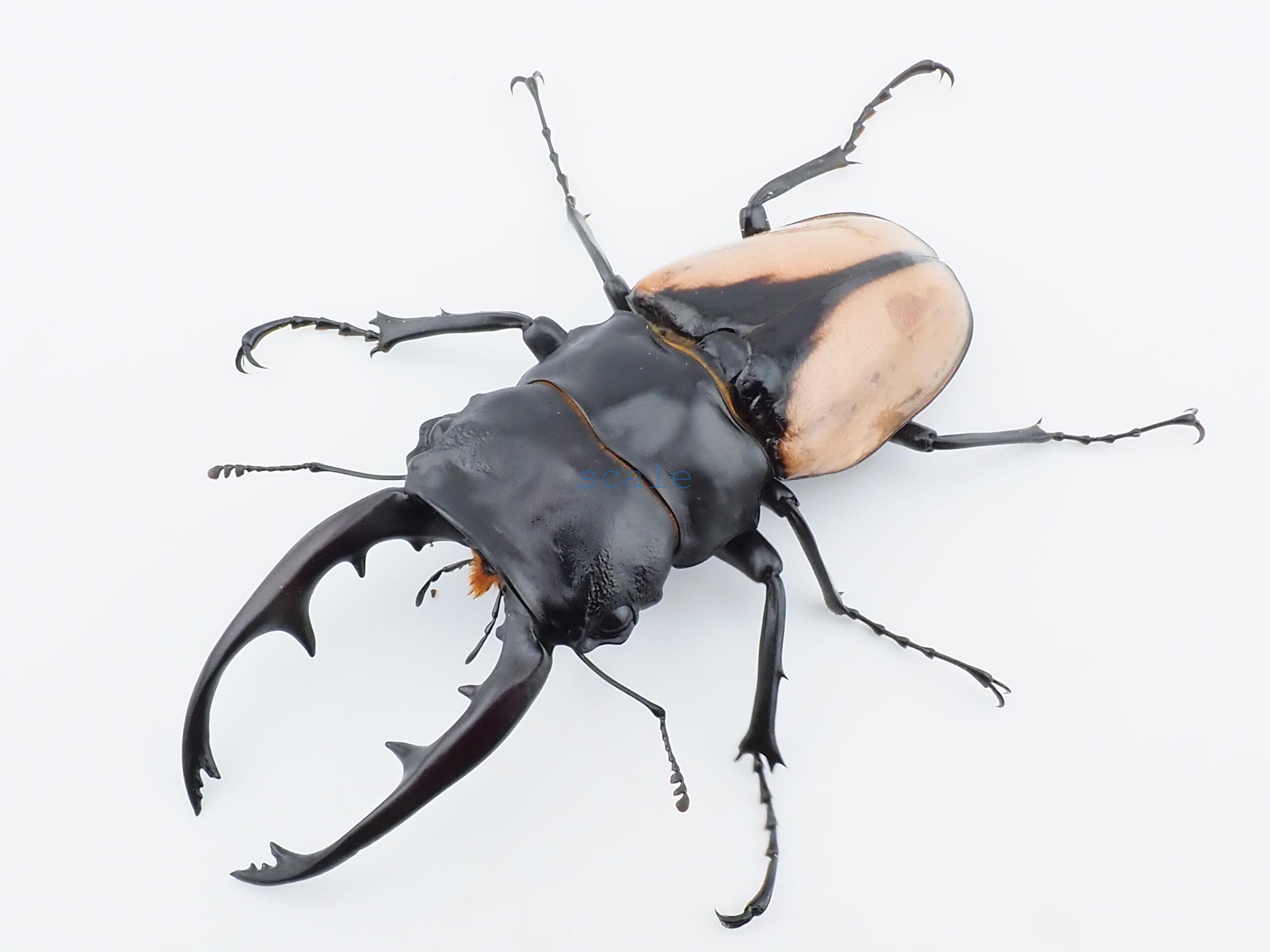Odontolabis burmeisteri 1