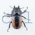 Odontolabis burmeisteri 1