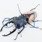 Odontolabis burmeisteri 2
