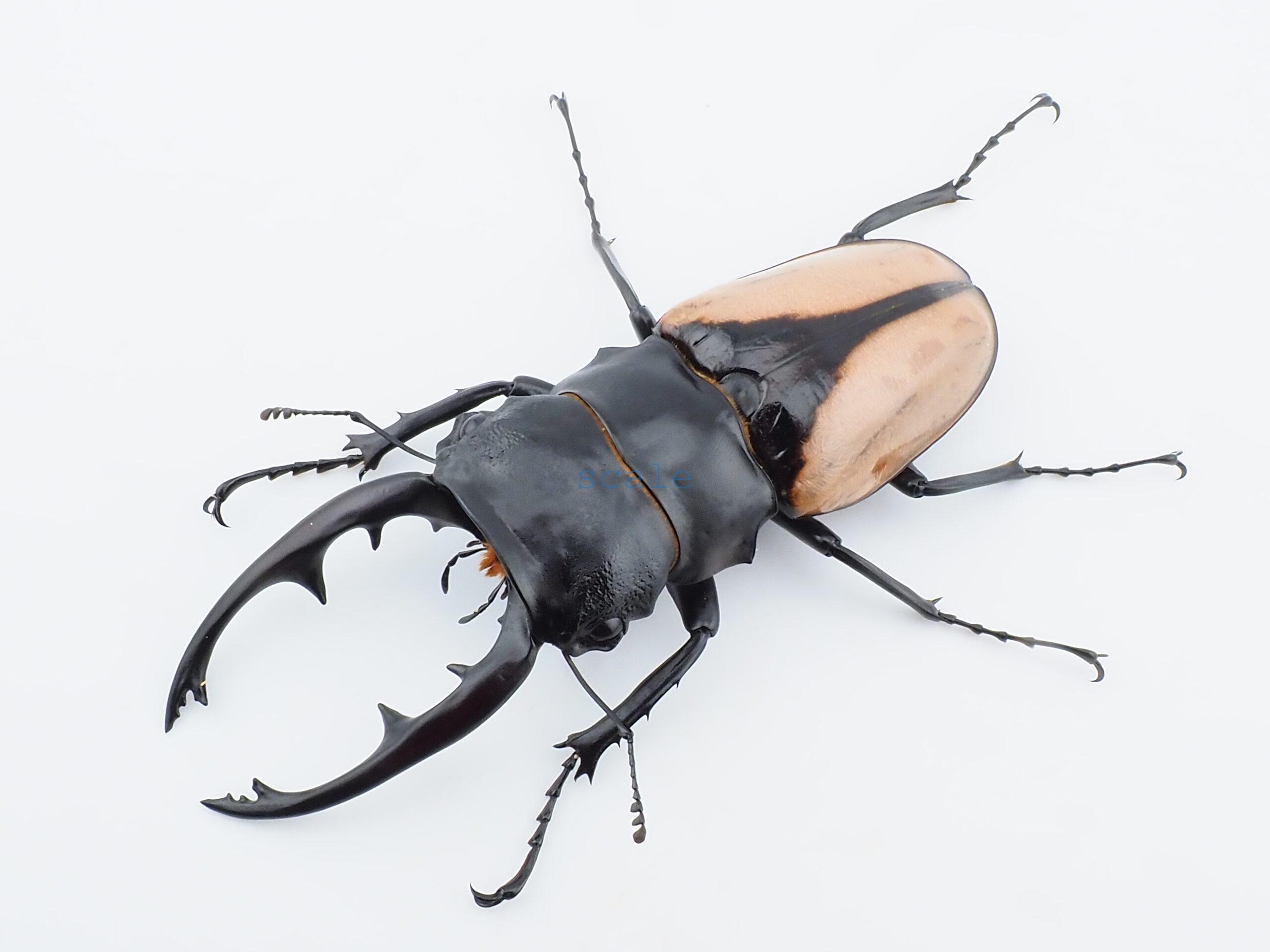 Odontolabis burmeisteri 2