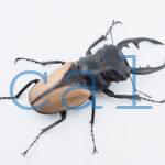 Odontolabis burmeisteri 2