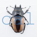Odontolabis burmeisteri 2
