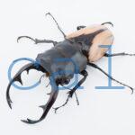 Odontolabis burmeisteri 3
