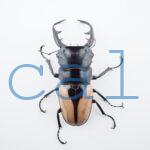 Odontolabis burmeisteri 3