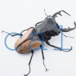 Odontolabis burmeisteri 3