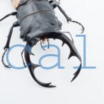 Odontolabis burmeisteri 3