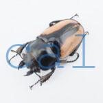 Odontolabis burmeisteri 3