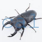Dorcus hopei binodulosus1