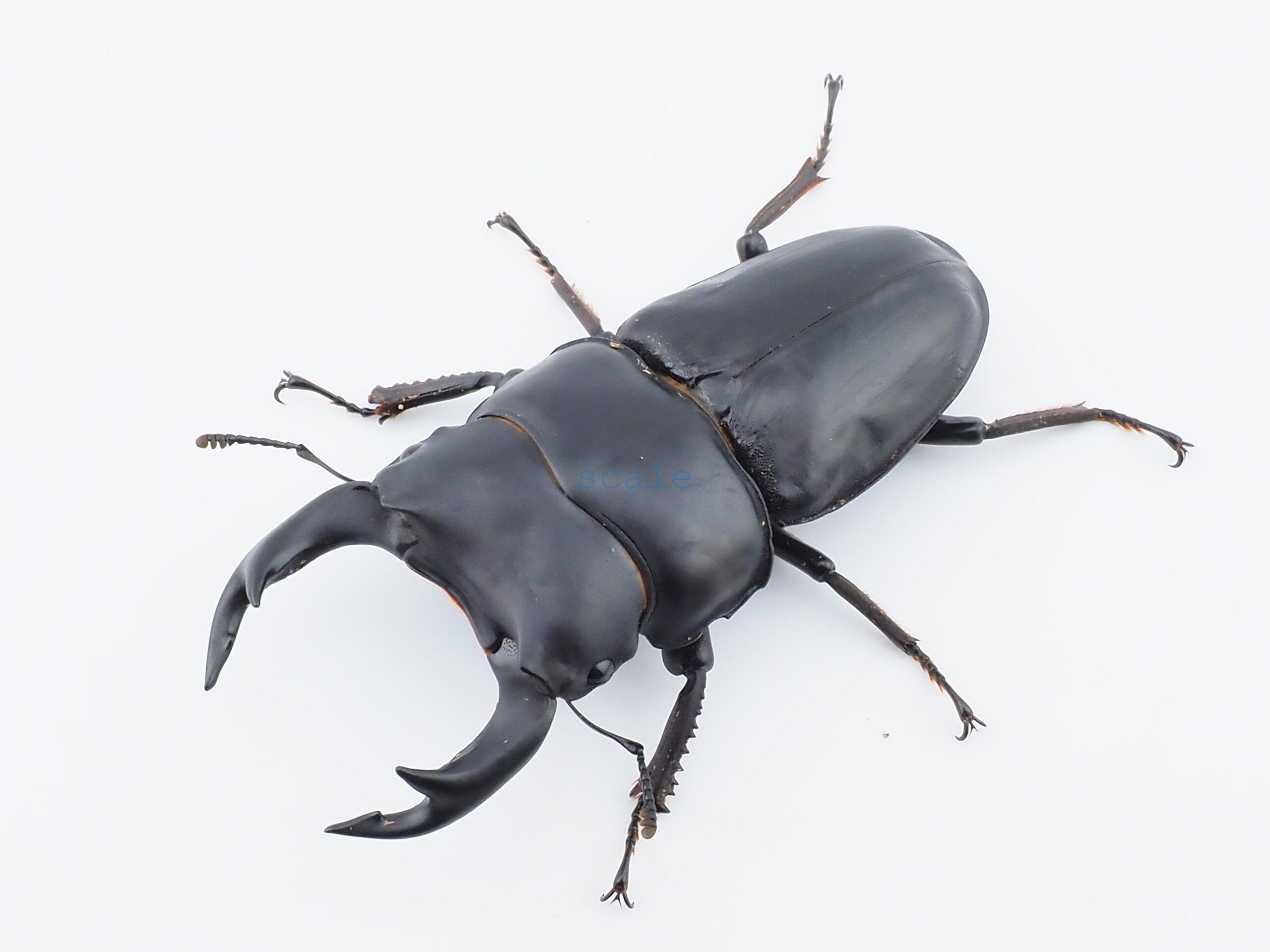 Dorcus hopei binodulosus1