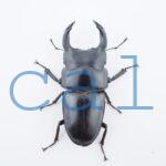 Dorcus hopei binodulosus1