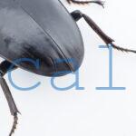 Dorcus hopei binodulosus1