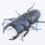 Dorcus hopei binodulosus1
