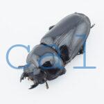 Dorcus hopei binodulosus1
