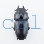 Dorcus hopei binodulosus1