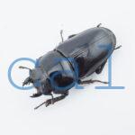 Dorcus hopei binodulosus1