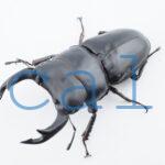 Dorcus hopei binodulosus2