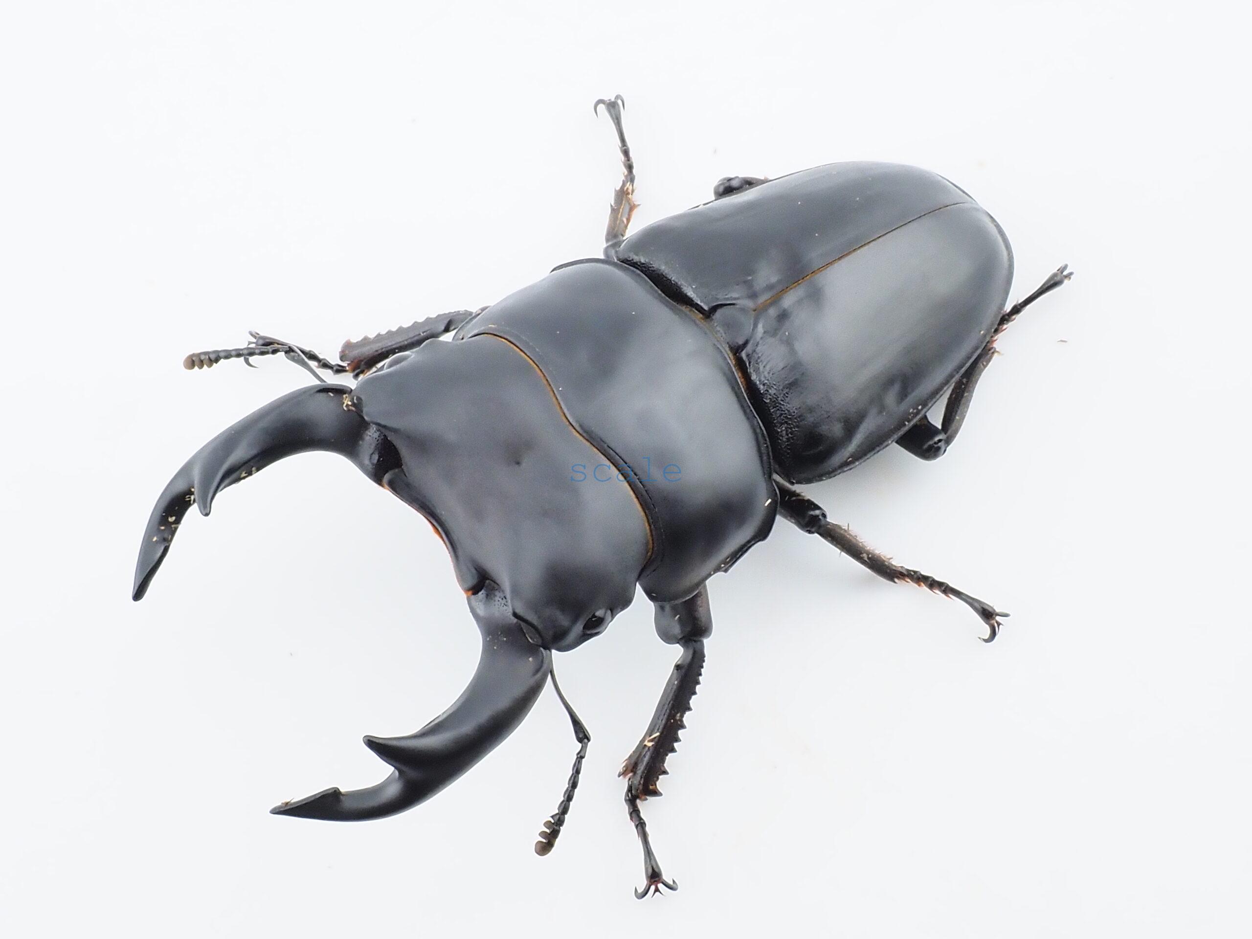 Dorcus hopei binodulosus2
