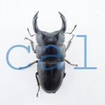 Dorcus hopei binodulosus2