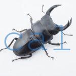 Dorcus hopei binodulosus2